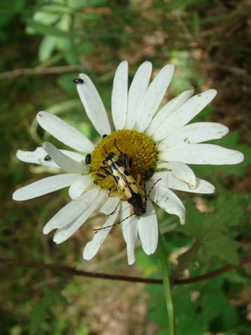 Album - Le Bois des Hâtes à LARCAY - Touraine - FRANCE