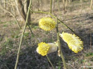 Saule Marsault à gauche et prunus à droite