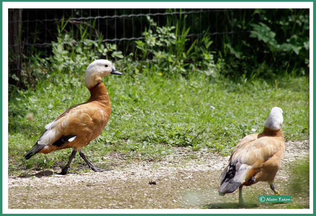 Album - le-marais-Poidevin