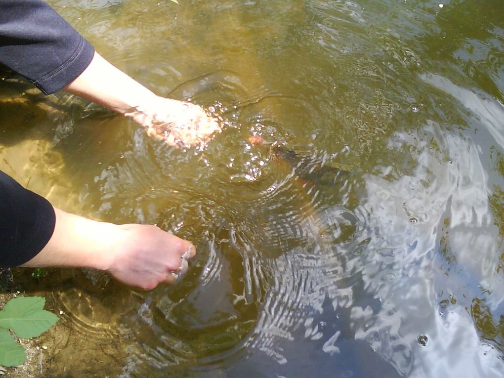 Voici les cheupers, le poisson KFT par excellence hihi !!!