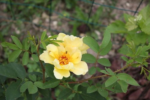 les roses de l'hay - lesrosesduchemin.com