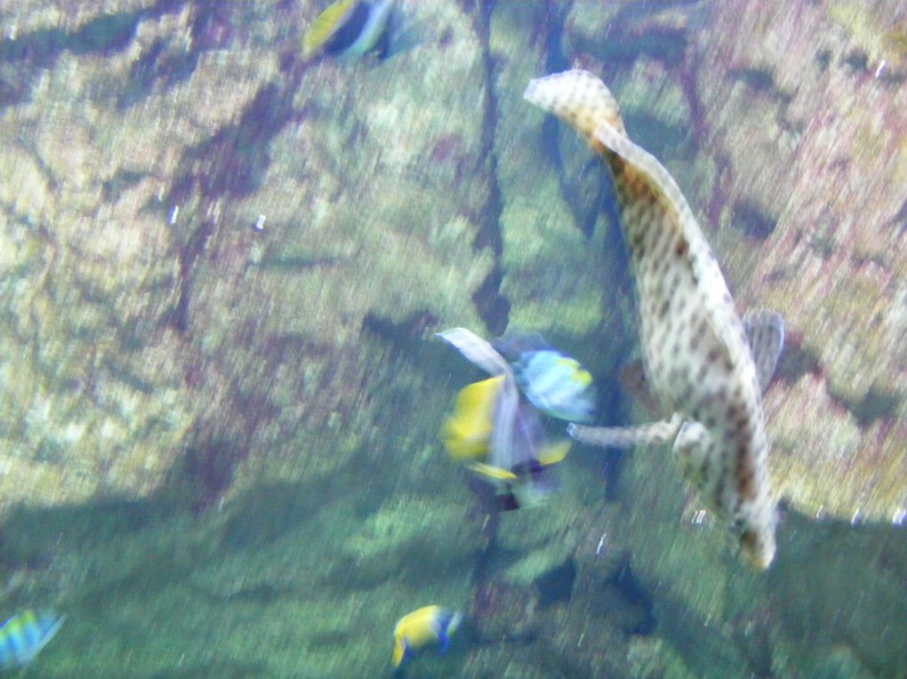 Album - aquarium poissons à gogo