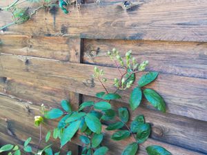 Vue à droite de la terrasse, séparation avec la maison voisine.