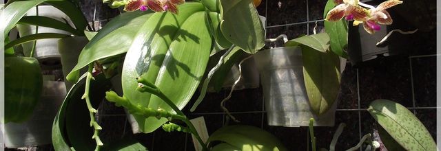 Phalaenopsis Kenanga