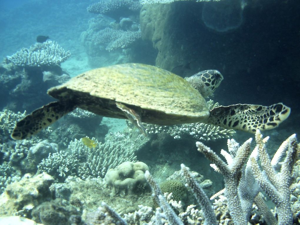 Tortues vertes et imbriquées prises en photo dans le lagon de Mayotte