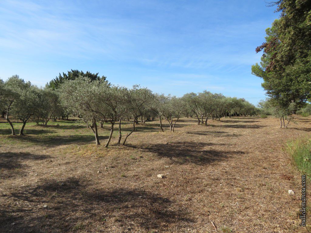 Des champs d'oliviers