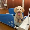 Une section "DOGGY-Gym" dès septembre à l'EGIE !