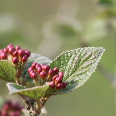 Viburnum carlesii 'Aurora'