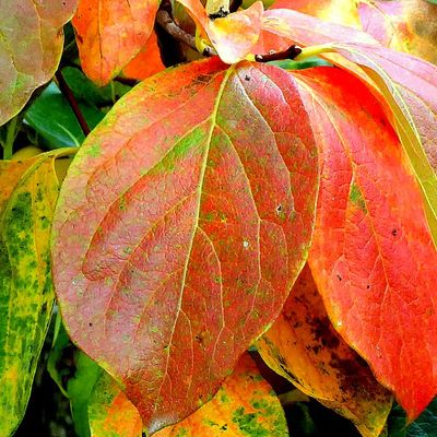 Feuilles du plaqueminier en automne 