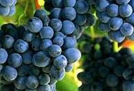 #Red Sparkling Wines Producers Barossa Valley Vineyards South  Australia