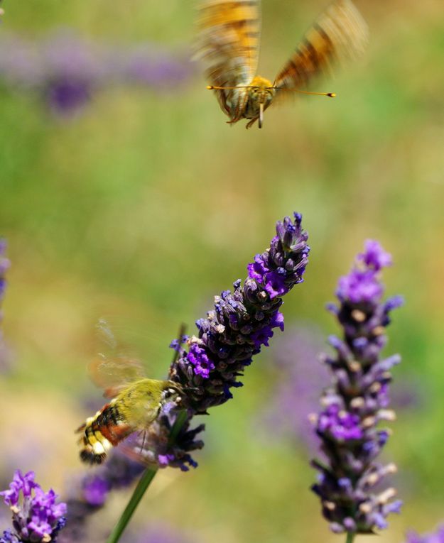 Album - Macro-Papillons