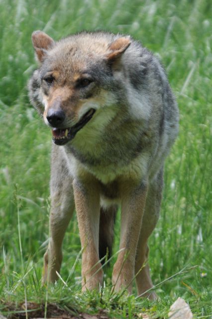 Sortie des classes de maternelle au zoo de Chizé dans les Deux-Sèvres