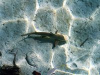 "mini" requins "pointe noire", raies léopard et pastenague, poisson lune