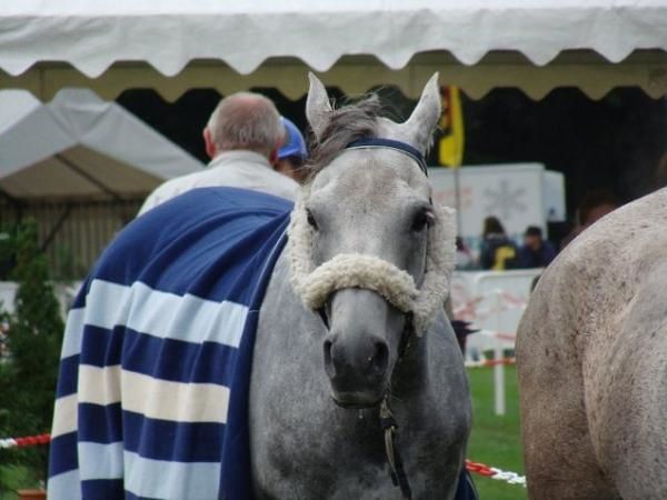 Album - poulains d'Europe's Padron - Europe's Padron foals 