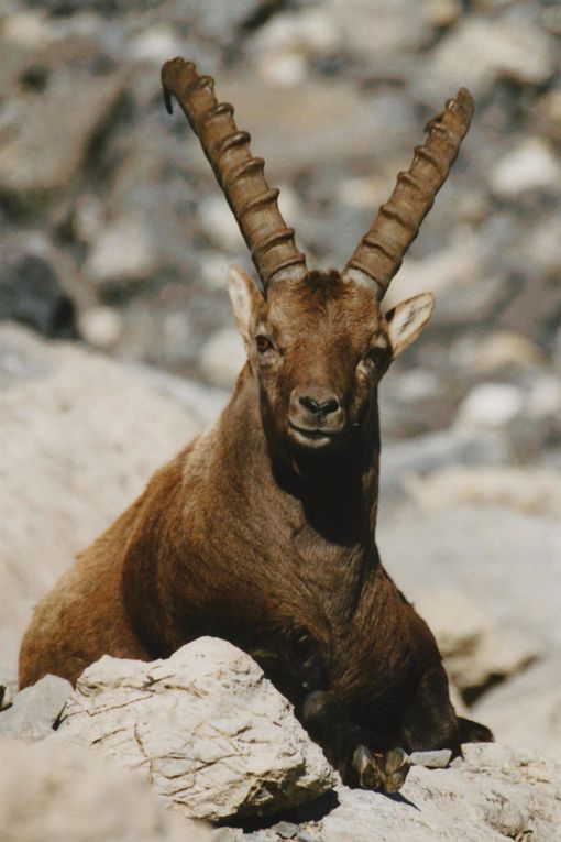 Faune de Tarentaise - Vanoise