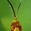 Psychopsis Kalihi