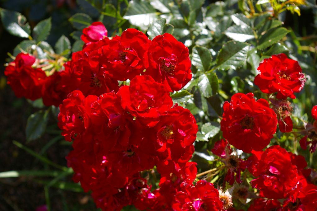 DAHLIA HORTENSIA ROSE PAVOT LYS