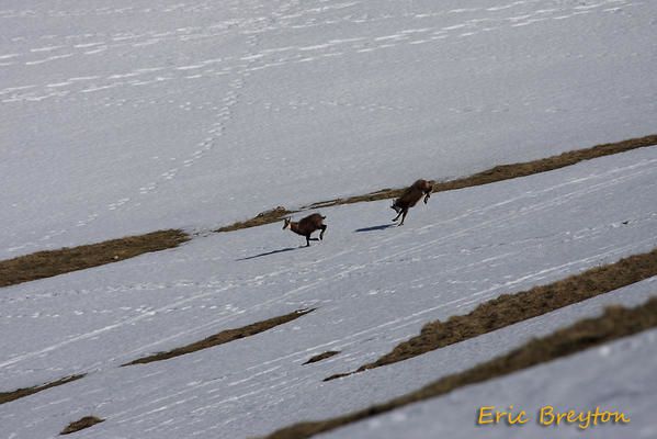 Album - chamois-de-printemps