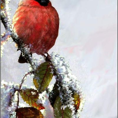 Images oiseaux - rouge gorge