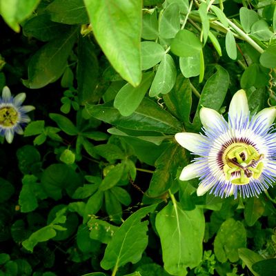 Quelques fleurs de mon jardin pour Jacques.