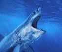 Album - requins