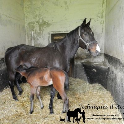 Suivre l’état corporel d’une jument et de son poulain