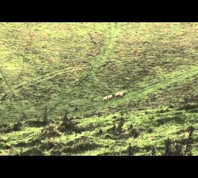 Quelques exemples de Challenges de Chien de Troupeau au Royaume-Uni