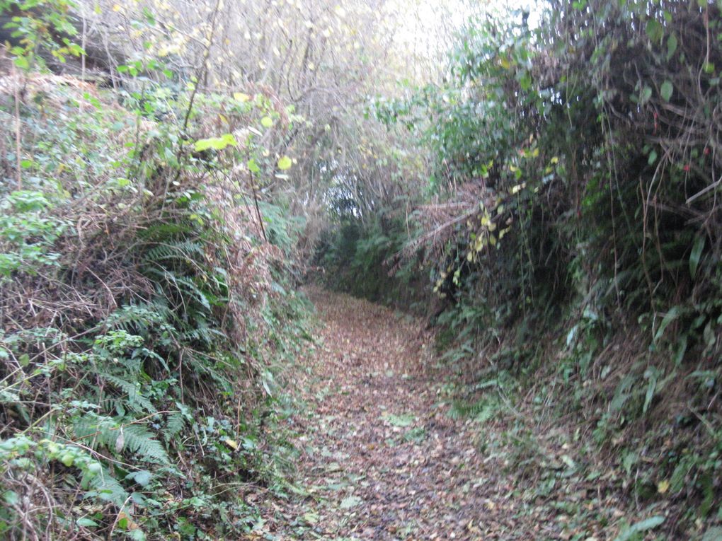 Promenons nous dans les bois... 