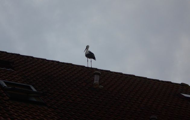 A Stork on the roof