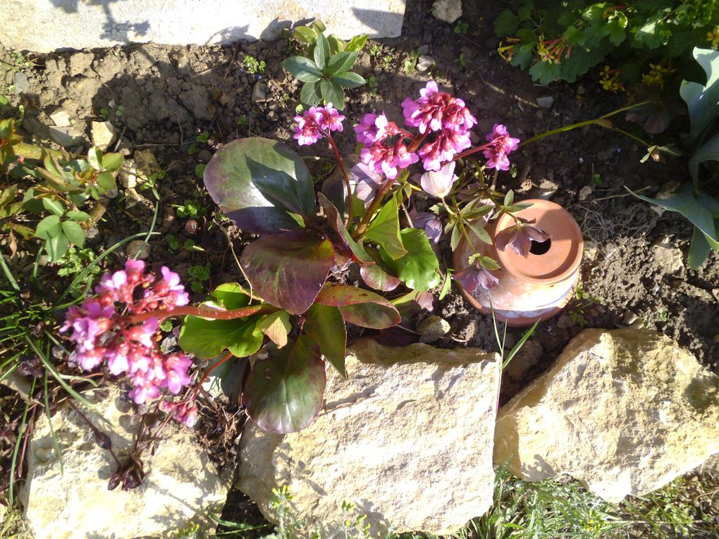 photos des fleurs du mois d'avril dans notre jardin