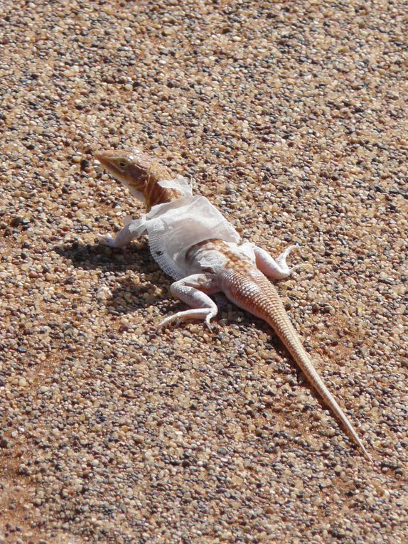 Album - Desert-du-Namib