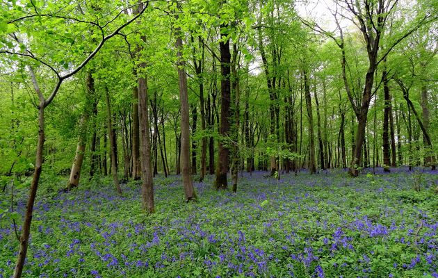 PROMENONS NOUS DANS LES BOIS .... LES JACINTHES DES BOIS SONT LA ......
