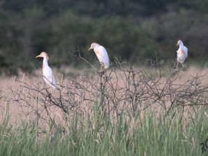 Bubulcus ibis