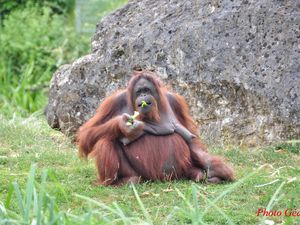 Orang-outans. "Hommes des bois" les indigènes pensaient qu'ils étaient des hommes redevenus à l'état sauvage. 