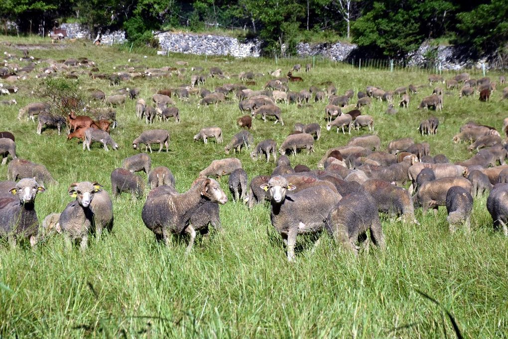 LA TRANSHUMANCE DES BERGERS NICOIS 2