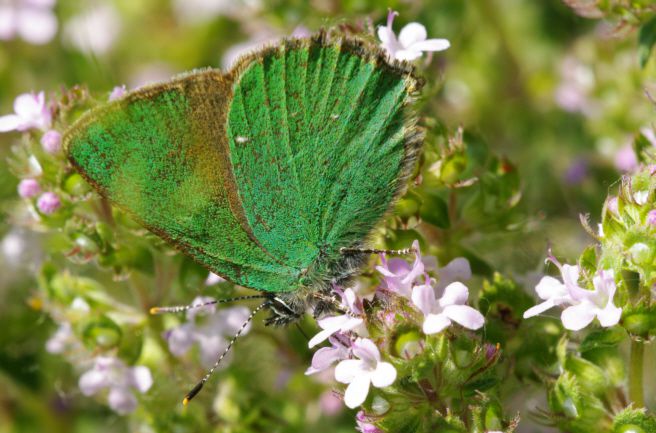 Album - Macro-Papillons