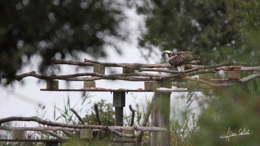 Balbuzard pécheur à Ondres et au marais d'Orx