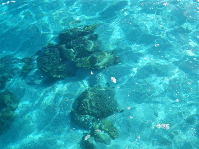 Un dimanche ensoleillé passé en compagnie de Fabien, Sophie, Linda, Stéphane et Salma ... à la rencontre des baleines.