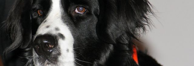LA R.’.L.’. SAINT-LEGER ORGANISE UNE OPERATION AU PROFIT DE LA FONDATION GLNF : REUNIR DES FONDS POUR L’ACHAT DE CHIENS D’AVEUGLES.
