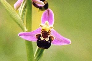 Mimétisme chez les orchidées... Vidéo de la BBC