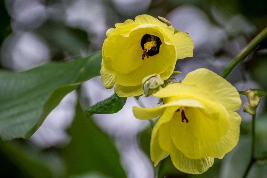 Mêmes les grands arbres (taille d'un grand marronier d'inde) sont fleuris : on comprend pourquoi les polynésiennes adorent décorer leuurs cheveux de fleurs 