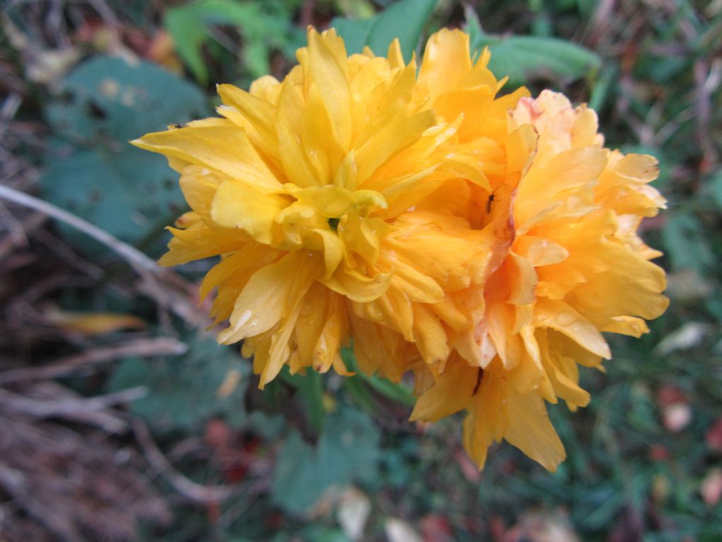 Décembre au jardin