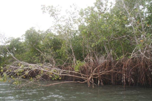 Album - casamance-senegal