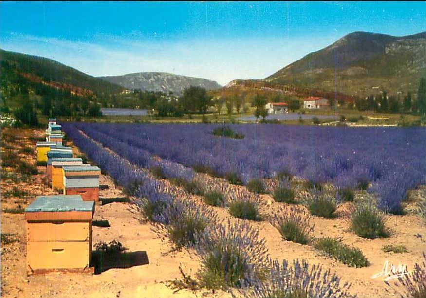 Des cartes postales de paysages de Provence que j'ai scannées pour vous.