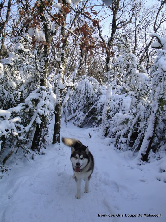 Album - A la neige