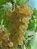 #Auxerrois Producers Oregon Vineyards