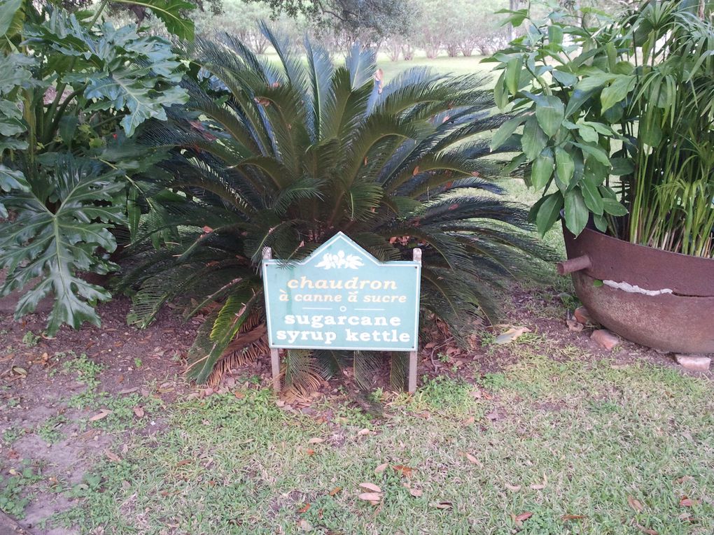 Album - Sur-la-route-des-plantations