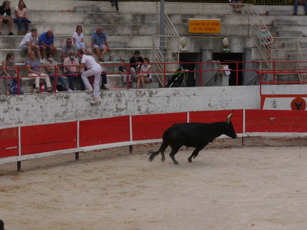 course de taureaux jeunes le 18 septembre 2020