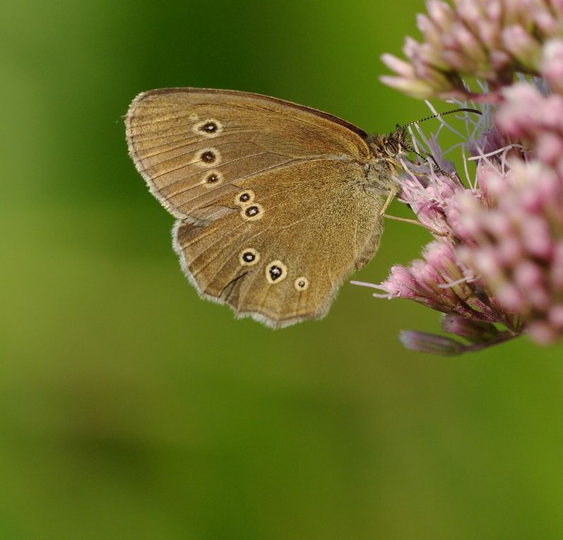 Album - Macro-Papillons