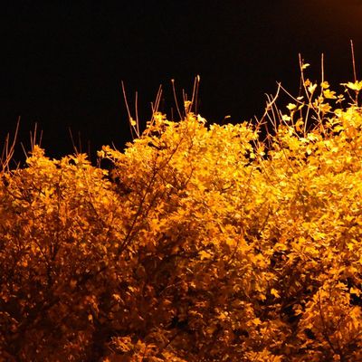 Boulogne sur mer; les arbres  ; or dans la nuit 